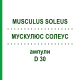 МУСКУЛЮС СОЛЕУС (MUSCULUS SOLEUS) D 30 ампулы 10x1 мл - Гомеопатия WALA HEILMITTEL
