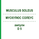 МУСКУЛЮС СОЛЕУС (MUSCULUS SOLEUS) D 5 ампулы 10x1 мл - Гомеопатия WALA HEILMITTEL