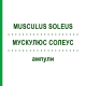МУСКУЛЮС СОЛЕУС (MUSCULUS SOLEUS) ампулы 10x1 мл - Гомеопатия WALA HEILMITTEL
