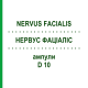 НЕРВУС ФАЦИАЛИС (NERVUS FACIALIS) D 10 ампулы 10x1 мл - Гомеопатия WALA HEILMITTEL
