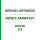 НЕРВУС ЛАРИНГЕУС (NERVUS LARYNGEUS) D 5 ампулы 10x1 мл - Гомеопатия WALA HEILMITTEL