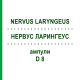 НЕРВУС ЛАРИНГЕУС (NERVUS LARYNGEUS) D 8 ампулы 10x1 мл - Гомеопатия WALA HEILMITTEL