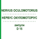 НЕРВУС ОКУЛОМОТОРИУС (NERVUS OCULOMOTORIUS) D 15 ампулы 10x1 мл - Гомеопатия WALA HEILMITTEL