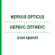 НЕРВУС ОПТИКУС (NERVUS OPTICUS) глазные капли 5x0,5 мл - Гомеопатия WALA HEILMITTEL