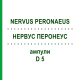 НЕРВУС ПЕРОНЕУС (NERVUS PERONAEUS) D 5 ампулы 10x1 мл - Гомеопатия WALA HEILMITTEL