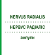 НЕРВУС РАДИАЛИС (NERVUS RADIALIS) ампулы 10x1 мл - Гомеопатия WALA HEILMITTEL