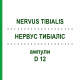 НЕРВУС ТИБИАЛИС (NERVUS TIBIALIS) D 12 ампулы 10x1 мл - Гомеопатия WALA HEILMITTEL