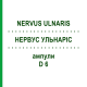 НЕРВУС УЛЬНАРИС (NERVUS ULNARIS) D 6 ампулы 10x1 мл - Гомеопатия WALA HEILMITTEL