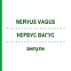 НЕРВУС ВАГУС (NERVUS VAGUS) ампулы 10x1 мл - Гомеопатия WALA HEILMITTEL