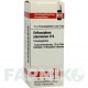 ОРТОСИФОН СТАМИНЕУС (ORTHOSIPHON STAMINEUS) D 6 глобули 10 г - Гомеопатия DHU