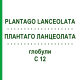 ПЛАНТАГО ЛАНЦЕОЛАТА (PLANTAGO LANCEOLATA) C 12 глобули 10 г - Гомеопатия DHU