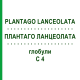ПЛАНТАГО ЛАНЦЕОЛАТА (PLANTAGO LANCEOLATA) C 4 глобули 10 г - Гомеопатия DHU