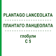ПЛАНТАГО ЛАНЦЕОЛАТА (PLANTAGO LANCEOLATA) C 5 глобули 10 г - Гомеопатия DHU