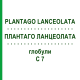 ПЛАНТАГО ЛАНЦЕОЛАТА (PLANTAGO LANCEOLATA) C 7 глобули 10 г - Гомеопатия DHU