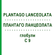 ПЛАНТАГО ЛАНЦЕОЛАТА (PLANTAGO LANCEOLATA) C 9 глобули 10 г - Гомеопатия DHU
