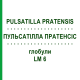 ПУЛЬСАТІЛЛА ПРАТЕНСІС (PULSATILLA PRATENSIS) LM 6 глобули 10 г - Гомеопатія SPAGYRA