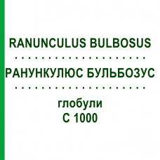 РАНУНКУЛЮС БУЛЬБОЗУС (RANUNCULUS BULBOSUS) C 1000 глобули 1,5 г - Гомеопатия GUDJONS