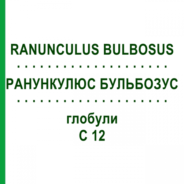 РАНУНКУЛЮС БУЛЬБОЗУС (RANUNCULUS BULBOSUS) C 12 глобули 1,5 г - Гомеопатія GUDJONS