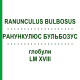 РАНУНКУЛЮС БУЛЬБОЗУС (RANUNCULUS BULBOSUS) LM XVIII глобули 5 г - Гомеопатия DHU