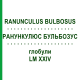 РАНУНКУЛЮС БУЛЬБОЗУС (RANUNCULUS BULBOSUS) LM XXIV глобули 5 г - Гомеопатия DHU