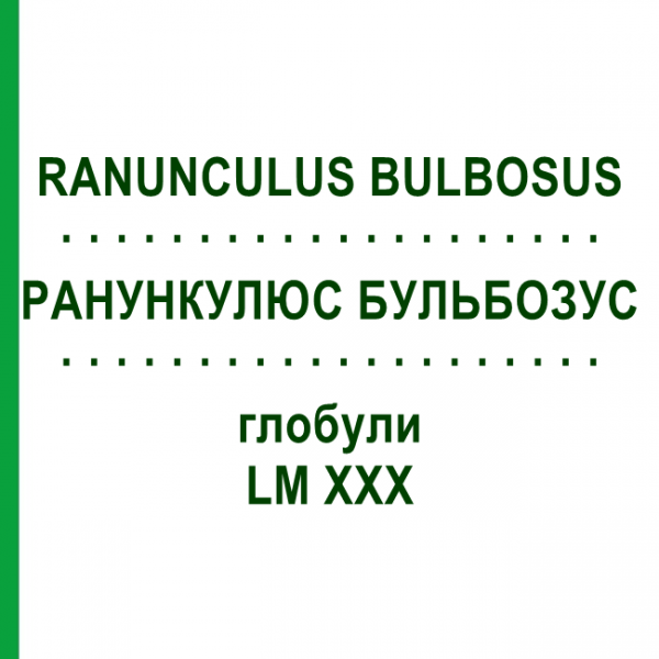 РАНУНКУЛЮС БУЛЬБОЗУС (RANUNCULUS BULBOSUS) LM XXX глобули 5 г - Гомеопатия DHU