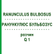 РАНУНКУЛЮС БУЛЬБОЗУС (RANUNCULUS BULBOSUS) Q 1 розчин 15 мл - Гомеопатія GUDJONS