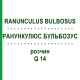 РАНУНКУЛЮС БУЛЬБОЗУС (RANUNCULUS BULBOSUS) Q 14 розчин 15 мл - Гомеопатія GUDJONS