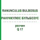 РАНУНКУЛЮС БУЛЬБОЗУС (RANUNCULUS BULBOSUS) Q 17 розчин 15 мл - Гомеопатія GUDJONS