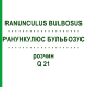 РАНУНКУЛЮС БУЛЬБОЗУС (RANUNCULUS BULBOSUS) Q 21 розчин 15 мл - Гомеопатія GUDJONS