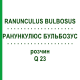 РАНУНКУЛЮС БУЛЬБОЗУС (RANUNCULUS BULBOSUS) Q 23 розчин 15 мл - Гомеопатія GUDJONS