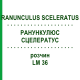 РАНУНКУЛЮС СЦЕЛЕРАТУС (RANUNCULUS SCELERATUS) LM 36 розчин 10 мл - Гомеопатія ARCANA DR.SEWERIN
