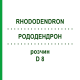 РОДОДЕНДРОН (RHODODENDRON) D 8 раствор 20 мл - Гомеопатия DHU