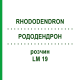 РОДОДЕНДРОН (RHODODENDRON) LM 19 розчин 10 мл - Гомеопатія ARCANA DR.SEWERIN