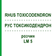 РУС ТОКСИКОДЕНДРОН (RHUS TOXICODENDRON) LM 5 розчин 10 мл - Гомеопатія ARCANA DR.SEWERIN