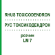 РУС ТОКСИКОДЕНДРОН (RHUS TOXICODENDRON) LM 7 розчин 10 мл - Гомеопатія ARCANA DR.SEWERIN