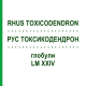 РУС ТОКСИКОДЕНДРОН (RHUS TOXICODENDRON) LM XXIV глобули 5 г - Гомеопатия DHU