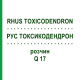 РУС ТОКСИКОДЕНДРОН (RHUS TOXICODENDRON) Q 17 розчин 15 мл - Гомеопатія GUDJONS
