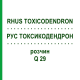 РУС ТОКСИКОДЕНДРОН (RHUS TOXICODENDRON) Q 29 розчин 15 мл - Гомеопатія GUDJONS