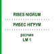 РИБЕС НІГРУМ (RIBES NIGRUM) LM 1 розчин 10 мл - Гомеопатія ARCANA DR.SEWERIN