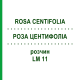 РОЗА ЦЕНТИФОЛІА (ROSA CENTIFOLIA) LM 11 розчин 10 мл - Гомеопатія ARCANA DR.SEWERIN