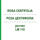 РОЗА ЦЕНТИФОЛІА (ROSA CENTIFOLIA) LM 110 розчин 10 мл - Гомеопатія ARCANA DR.SEWERIN
