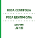 РОЗА ЦЕНТИФОЛІА (ROSA CENTIFOLIA) LM 120 розчин 10 мл - Гомеопатія ARCANA DR.SEWERIN
