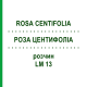 РОЗА ЦЕНТИФОЛІА (ROSA CENTIFOLIA) LM 13 розчин 10 мл - Гомеопатія ARCANA DR.SEWERIN