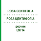 РОЗА ЦЕНТИФОЛІА (ROSA CENTIFOLIA) LM 14 розчин 10 мл - Гомеопатія ARCANA DR.SEWERIN