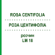 РОЗА ЦЕНТИФОЛІА (ROSA CENTIFOLIA) LM 18 розчин 10 мл - Гомеопатія ARCANA DR.SEWERIN