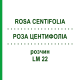 РОЗА ЦЕНТИФОЛІА (ROSA CENTIFOLIA) LM 22 розчин 10 мл - Гомеопатія ARCANA DR.SEWERIN