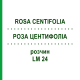 РОЗА ЦЕНТИФОЛІА (ROSA CENTIFOLIA) LM 24 розчин 10 мл - Гомеопатія ARCANA DR.SEWERIN