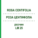 РОЗА ЦЕНТИФОЛІА (ROSA CENTIFOLIA) LM 25 розчин 10 мл - Гомеопатія ARCANA DR.SEWERIN