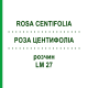 РОЗА ЦЕНТИФОЛІА (ROSA CENTIFOLIA) LM 27 розчин 10 мл - Гомеопатія ARCANA DR.SEWERIN