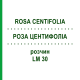 РОЗА ЦЕНТИФОЛІА (ROSA CENTIFOLIA) LM 30 розчин 10 мл - Гомеопатія ARCANA DR.SEWERIN